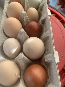 farm fresh eggs