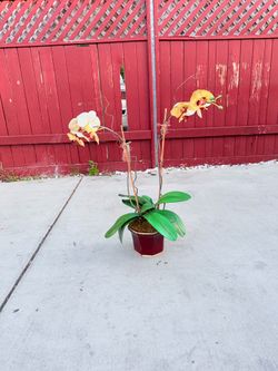 Yellow Orchid Plant in Red Pot