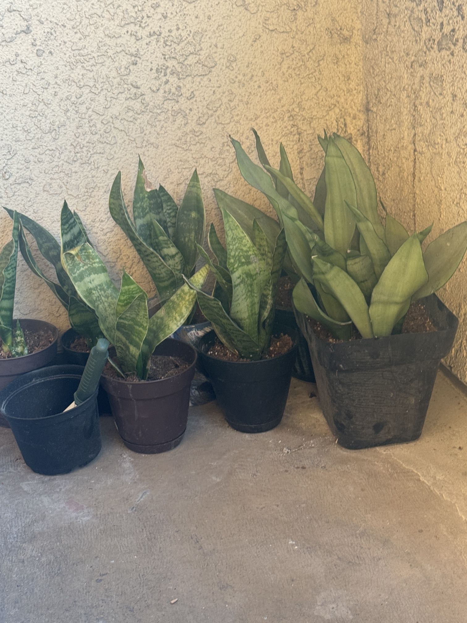 Snake Plants