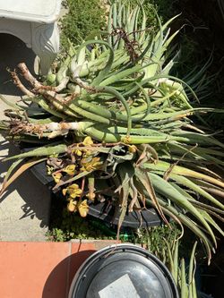 Aloe Vera Plants