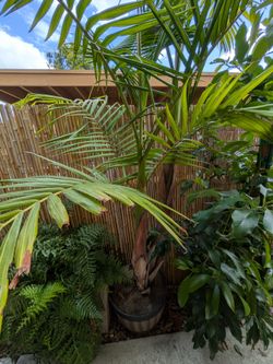 King palm tree