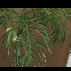 Philodendron Warszewiczii Rare Plant