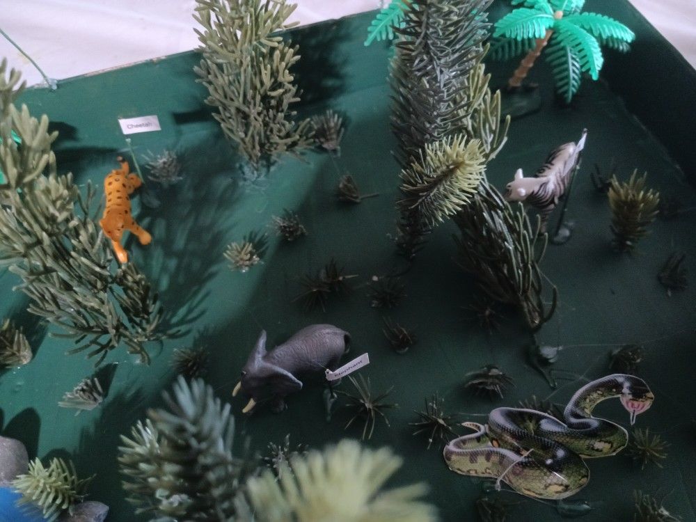 rainforest project for 2nd grade.