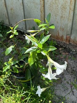 Plants for sale