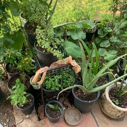 Plants available