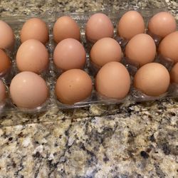 Chicken Eggs 