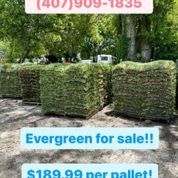 Evergreen For Sale!!!