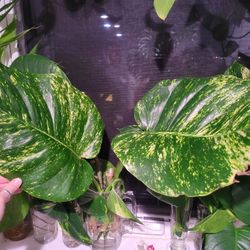 Giant Hawaiian Pothos Cuttings 