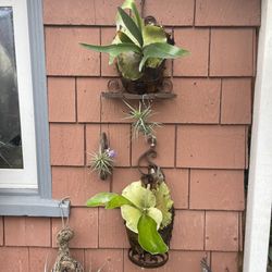 2 Small Staghorn Ferns On Antique Iron