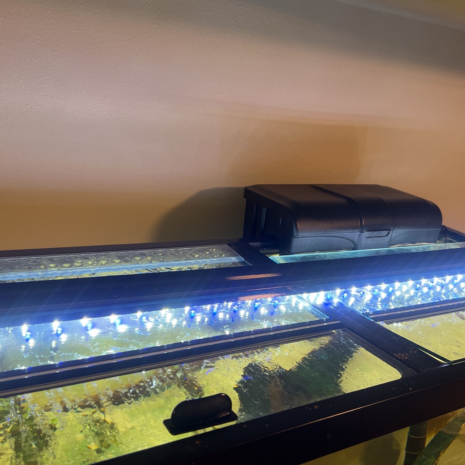 75 Gallon Fish Tank