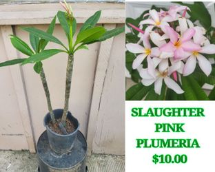 Slaughter Pink Plumeria Plant