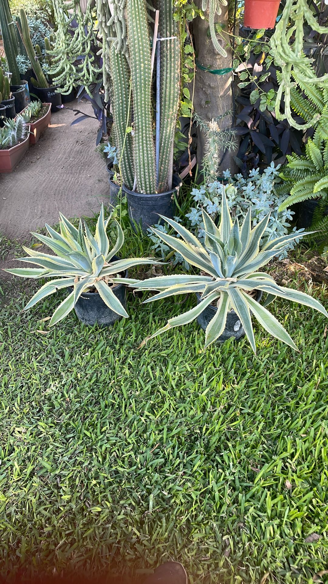 Diferente, planta de Maguey, 20 cada uno