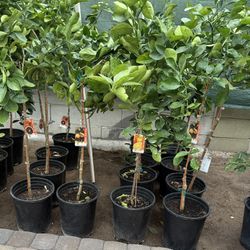 Arizona Sweet And Navel They Are All Already Beginning To Bloom 4 1/2 The Tall $55 Each Price Firm 