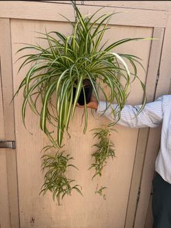 8” xxl spider plant