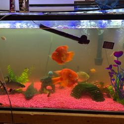 Fish tank