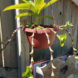 Beautiful Plants