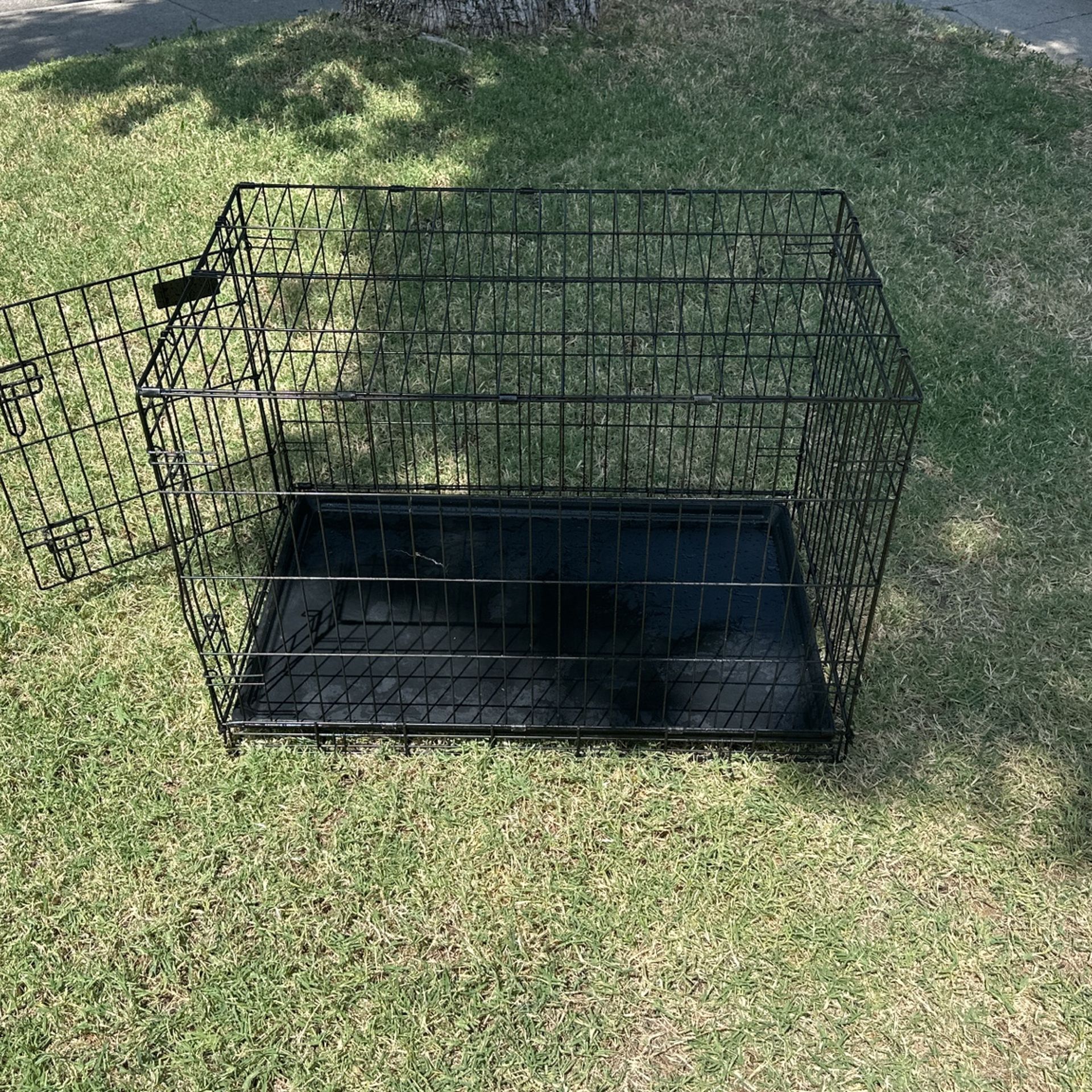 American Kennel Club