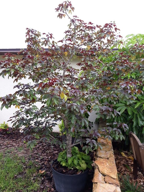 Brazil coffee plant for Sale in Port Richey, FL OfferUp