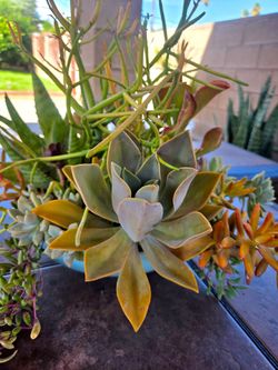 Decoration Suculents Plants Mix