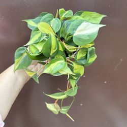 4” brazilian philodendron