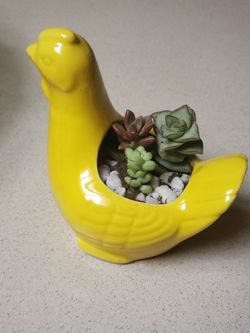 Succulents for sale