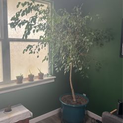 Living Ficus 