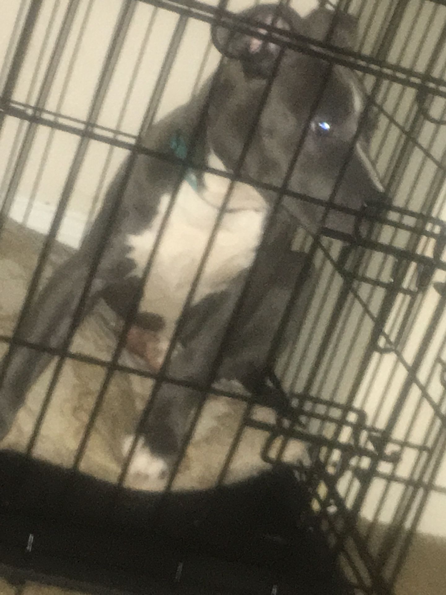 BLUE FEMALE PITBULL 11 weeks