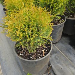 ‘Hetz Midget’ Dwarf Arborvitae—