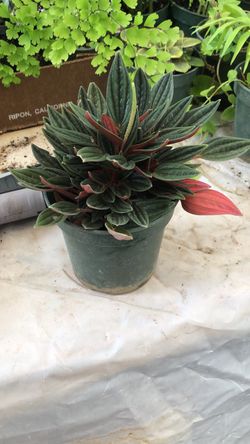 Rare indoor plant for shipping out .