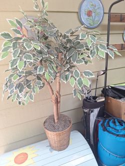 5 ft  silk accent  tree in wicker planter