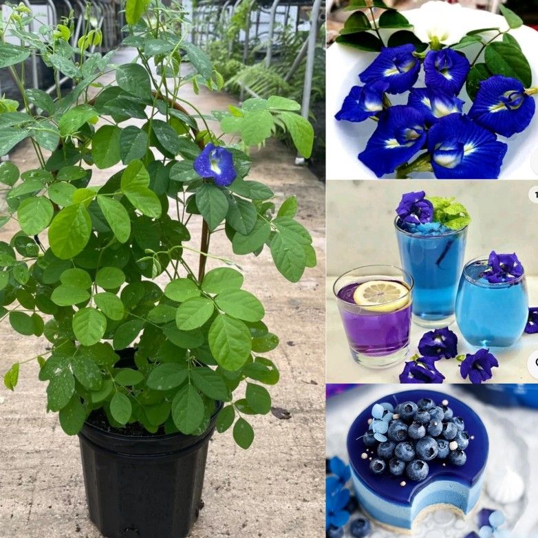 blue butterfly Pea plant in 3gal