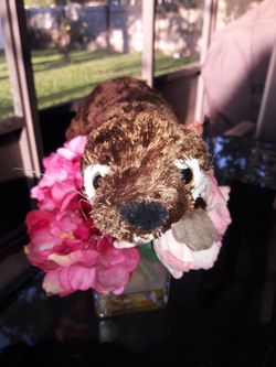 Sea Otter Laying Down 9