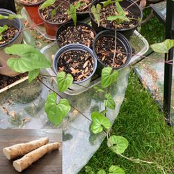 Chinese Yam Plant, Dioscorea, Live Rooted Plant