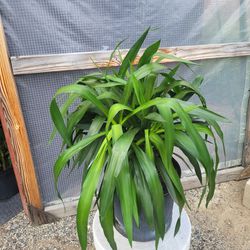 Yucca Plant 10" Pot