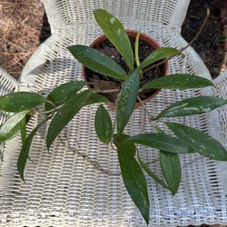 Hoya Pubicalyx Splash - 6” Pot - Rare Tropical Houseplant, Perfect Mothers Day Gift