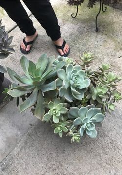 Succulents