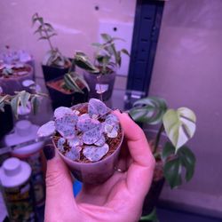 Plant Sale