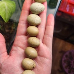 Button Quail Hatching Eggs