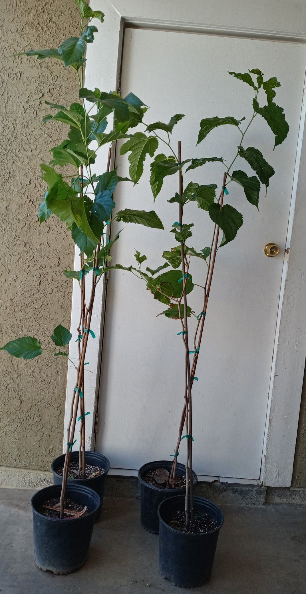 Arboles De Mora Macho Q Noda Fruta Casi 6 Pies De Altos $35 Cada Uno Precio Firme