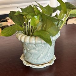 2 - Live Healthy ( Indoor) Plants + Ceramic Pots. $15 Each.