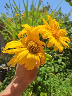 Sunflower (Mexican)