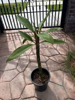 Plumeria Plant