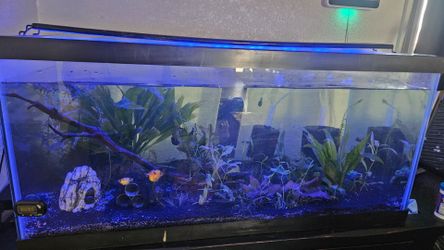 40gl breeder fish tank