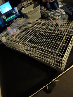 Guinea Pig Habitat