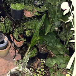 So many Plants Available For Purchase