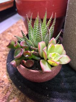 Succulent starter kit