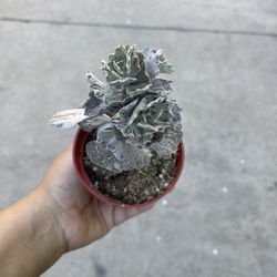 4” Kalanchoe Rhombopilosa