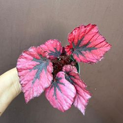 4” rex begonia