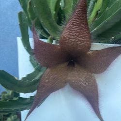 Planta De. Esta Pelia. Florea Burgundy.