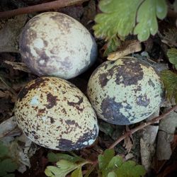 Quail Eggs